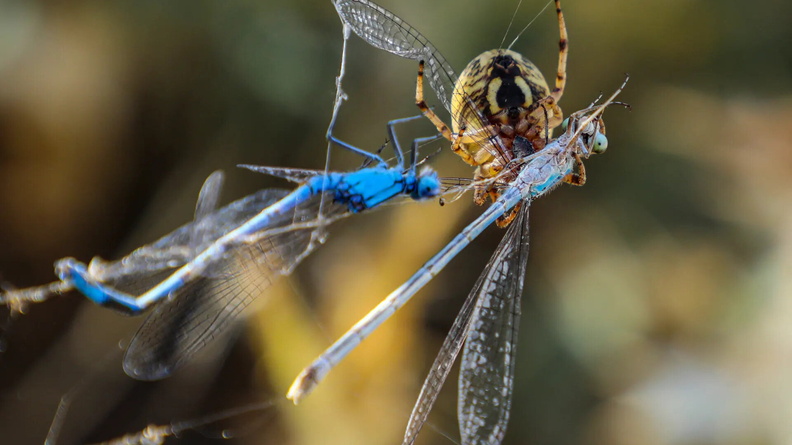 Spider captures a Damselfly on its net in Gürpinar, Turkey